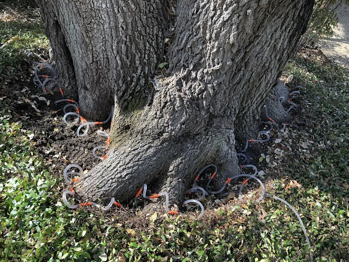 Detailed Tree Cabling and Bracing job site in Mckinney