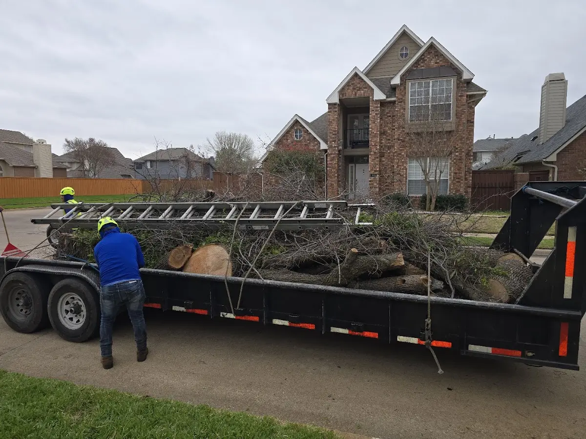 Expert Tree Removal with proper safety equipment in Mckinney